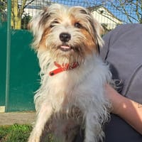 Cesar, chien à adopter