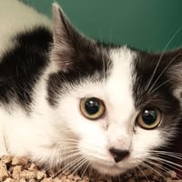 TCHAÏKVOSKI C, chat à adopter