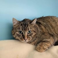 BONDUELLE, chatte à adopter