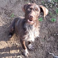 tex, chien à adopter