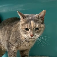 NINETTE, chatte à adopter