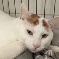 SNOW C, chat à adopter