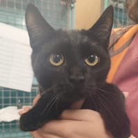 LARY, chat à adopter