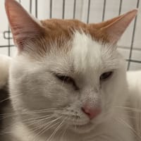 GHOST C, chat à adopter