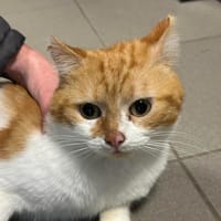 WINNY, chat à adopter