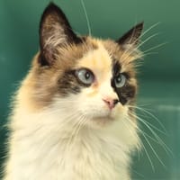 Raya, chatte à adopter