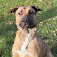 Koda CAA14461, chien à adopter