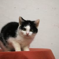 MAEL HAB17451, chat à adopter