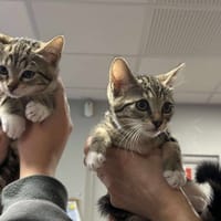 PINA, chatte à adopter