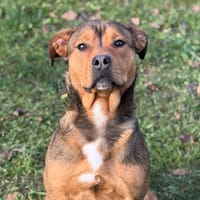 Sienna CAA14460, chienne à adopter