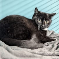 CORY, chat à adopter