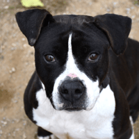 TITHAN, chien à adopter