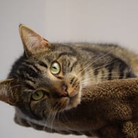 ARIBO, chat à adopter