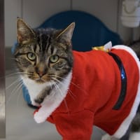 ARIBO, chat à adopter