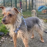 CAMELYA VAA, chienne à adopter