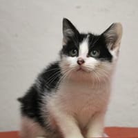 SACHA HAB17450, chat à adopter