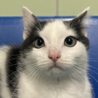 SUKI, chatte à adopter