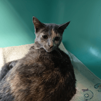 GUIMAUVE C, chatte à adopter