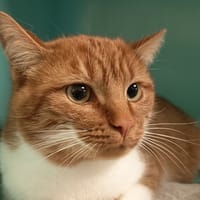 TRUFFE C, chat à adopter