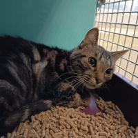 PADBI C, chat à adopter