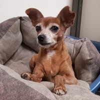 Belle, chienne à adopter