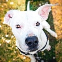 Ally, chienne à adopter