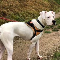 Ally, chienne à adopter