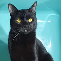 SALEM CHA17920, chat à adopter