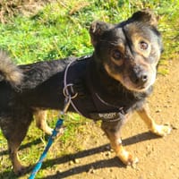 NIKO, chien à adopter