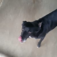 IDA, chienne à adopter