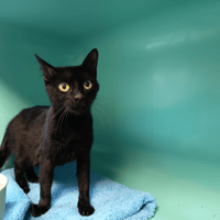 GUIRLANDE C, chatte à adopter