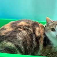 POUPETTE, chatte à adopter