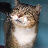 caillou, chat à adopter