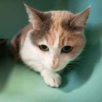 MARYLINE C, chatte à adopter