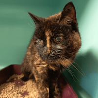 ALBERTINE C, chatte à adopter