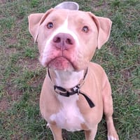 PATTON, chien à adopter