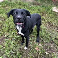 NIX, chienne à adopter