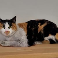 ROSIE, chatte à adopter