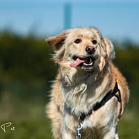 TAO, chien à adopter