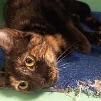 MARIAH CAREY C, chatte à adopter