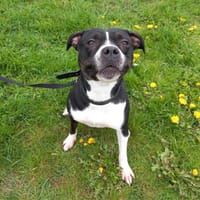 Mara, chienne à adopter