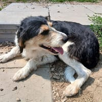 ABBY, chienne à adopter