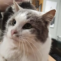 LANCELOT, chat à adopter