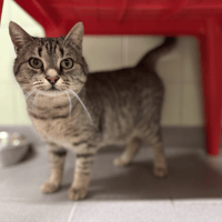 GOOFY, chat à adopter