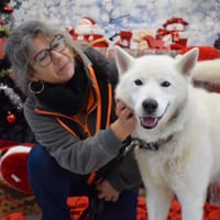 NATSU, chien à adopter