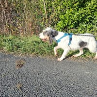 Patpat, chien à adopter