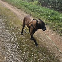 KIRA, chienne à adopter