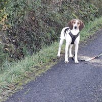 CAYOLA, chienne à adopter