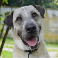 ORKY, chien à adopter