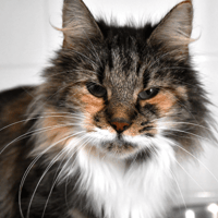 REINE, chatte à adopter